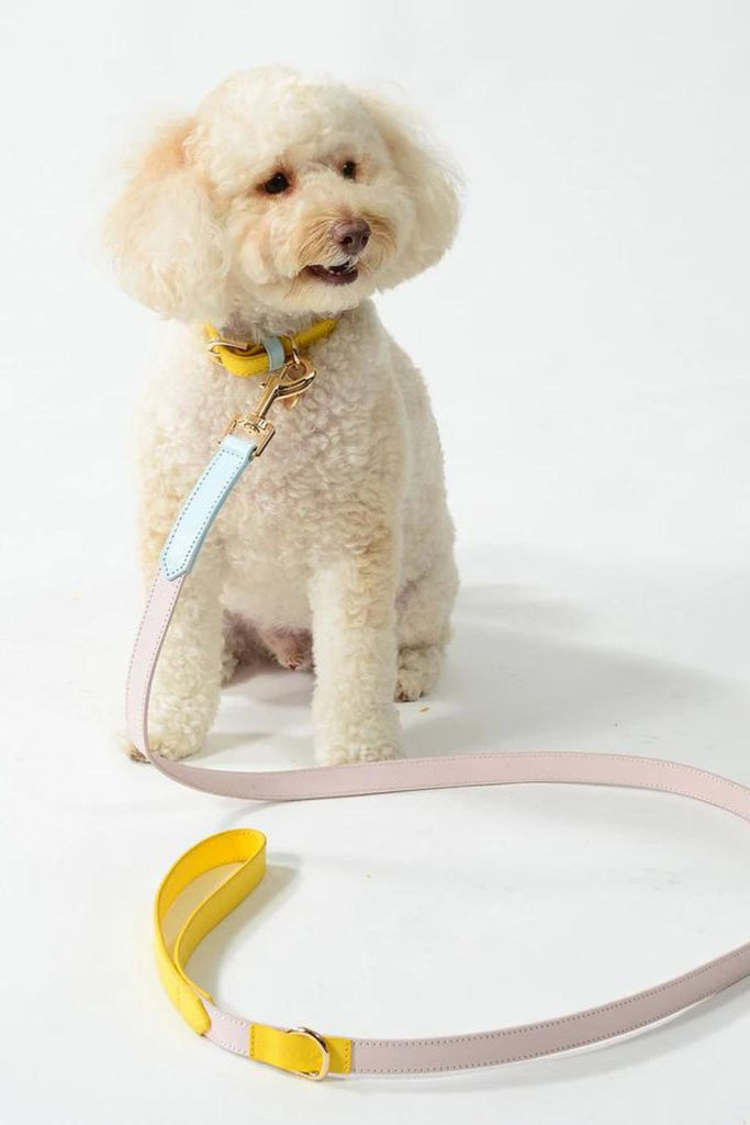 Dog Collar & Lead By Coco & Nero Sydney In Lemon, Pink & Blue | Homebodii
